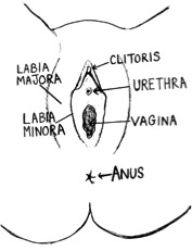 graphic female external organs