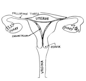graphic female internal organs