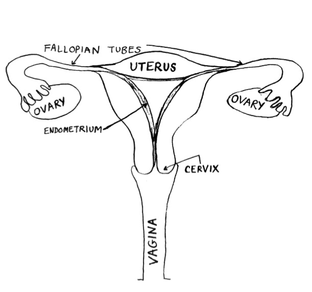 Female Internal Body Parts Name : Human Reproductive System Female