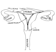 Albums 101 Pictures Pictures Of Womens Organs Latest Albums 101 Pictures Pictures Of Womens Organs Latest