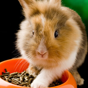 Rabbit with food bowl filled with pellets | Pellets are not for menopause symptoms | CU OB-GYN | Denver, CO